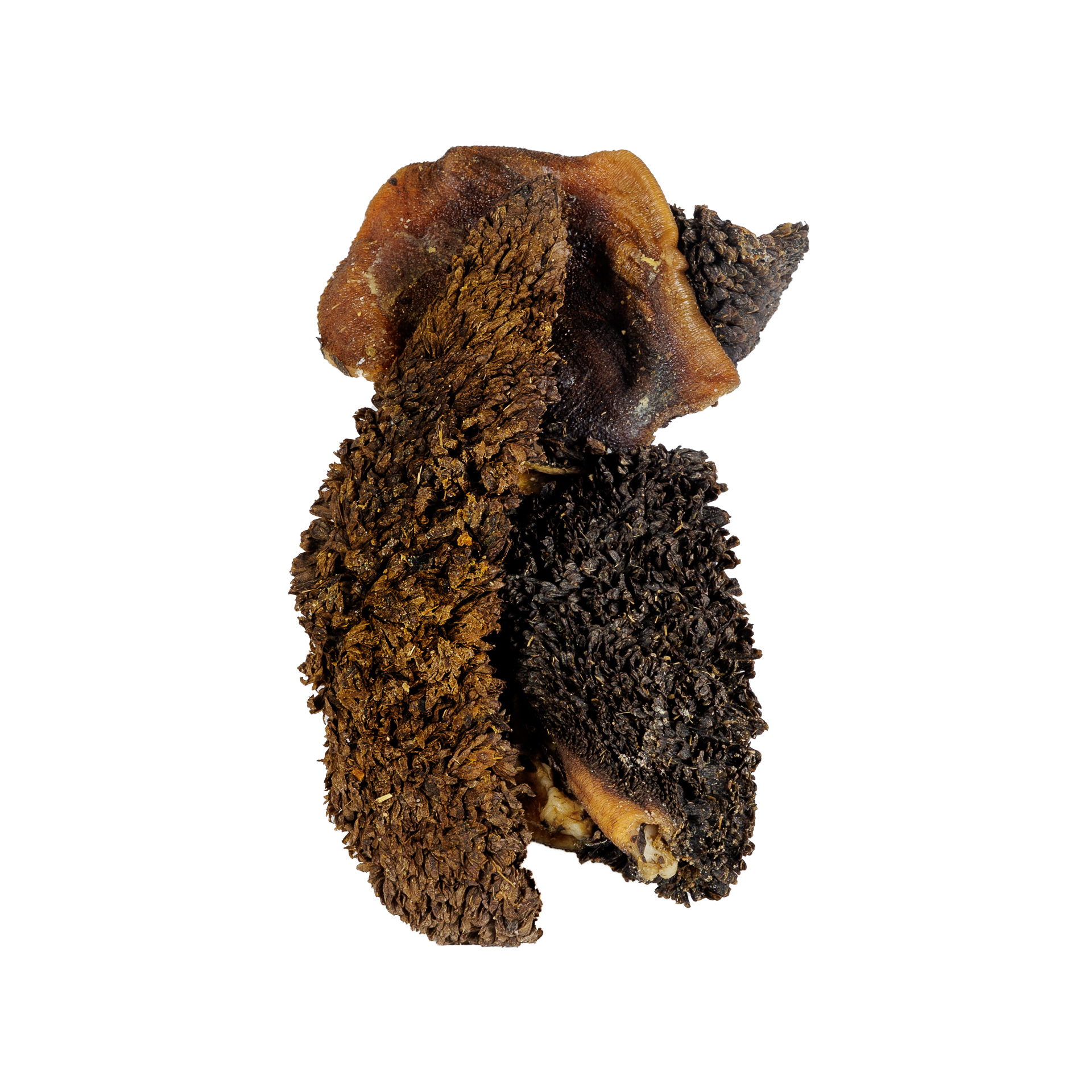 Żwacz wołowy - obrazek 3