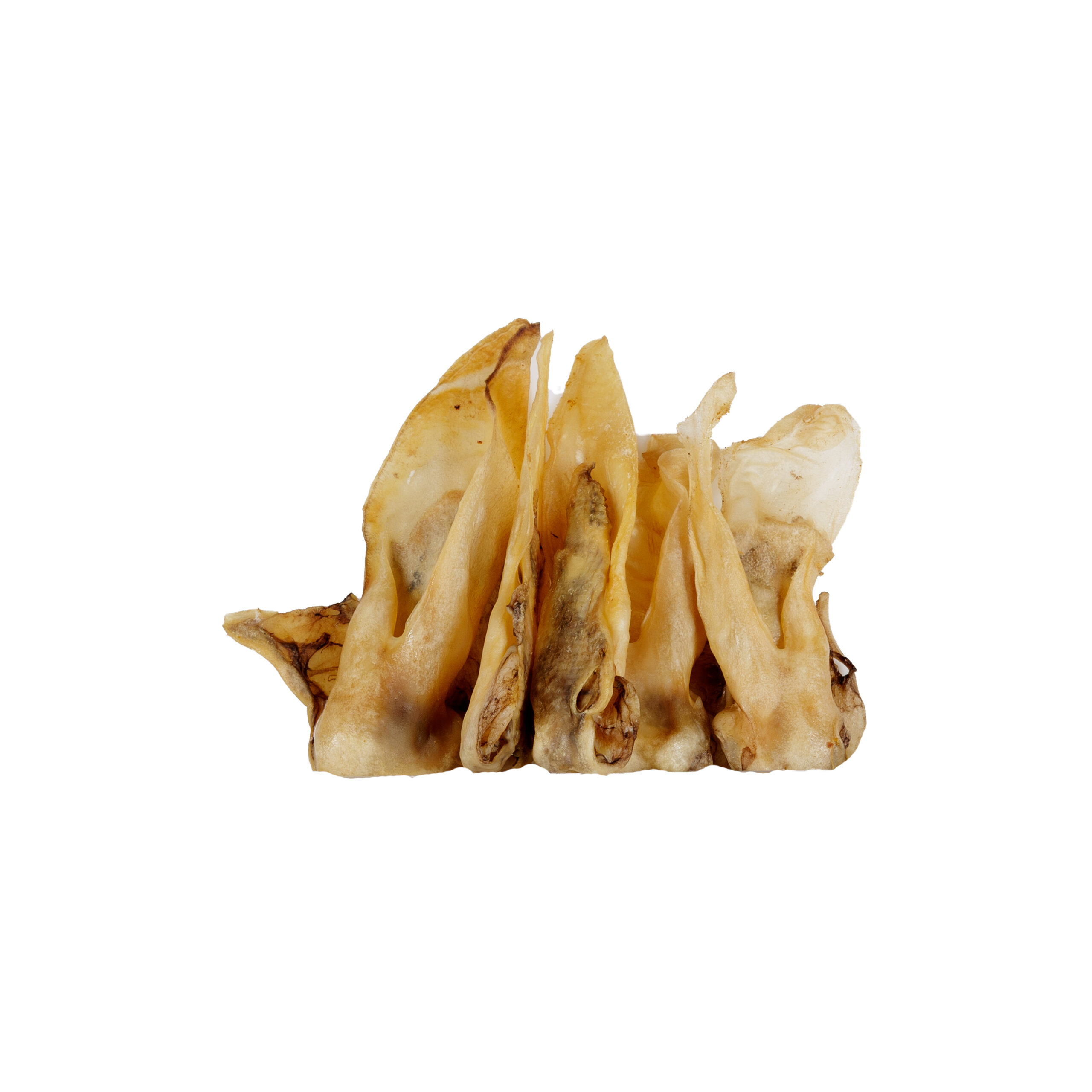 Ucho królika bez futra - obrazek 3